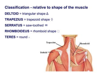 Classification - relative to shape of the muscle
DELTOID = triangular shape Δ
TRAPEZIUS = trapezoid shape 
SERRATUS = saw-toothed ♒
RHOMBOIDEUS = rhomboid shape
TERES = round ○
 
