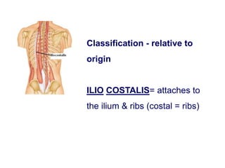 Classification - relative to
origin
ILIO COSTALIS= attaches to
the ilium & ribs (costal = ribs)
 
