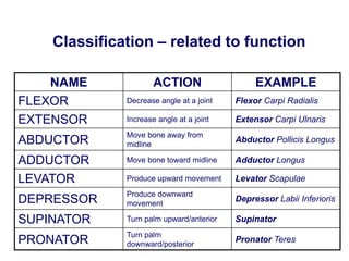 NAME ACTION EXAMPLE
FLEXOR Decrease angle at a joint Flexor Carpi Radialis
EXTENSOR Increase angle at a joint Extensor Carpi Ulnaris
ABDUCTOR
Move bone away from
midline
Abductor Pollicis Longus
ADDUCTOR Move bone toward midline Adductor Longus
LEVATOR Produce upward movement Levator Scapulae
DEPRESSOR
Produce downward
movement
Depressor Labii Inferioris
SUPINATOR Turn palm upward/anterior Supinator
PRONATOR
Turn palm
downward/posterior
Pronator Teres
Classification – related to function
 