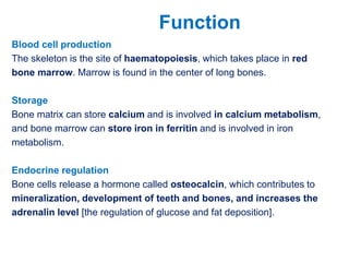 Blood cell production
The skeleton is the site of haematopoiesis, which takes place in red
bone marrow. Marrow is found in the center of long bones.
Storage
Bone matrix can store calcium and is involved in calcium metabolism,
and bone marrow can store iron in ferritin and is involved in iron
metabolism.
Endocrine regulation
Bone cells release a hormone called osteocalcin, which contributes to
mineralization, development of teeth and bones, and increases the
adrenalin level [the regulation of glucose and fat deposition].
Function
 