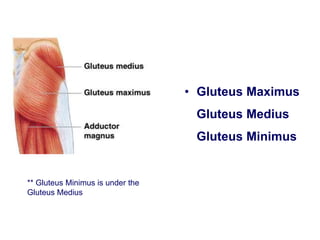 • Gluteus Maximus
Gluteus Medius
Gluteus Minimus
** Gluteus Minimus is under the
Gluteus Medius
 