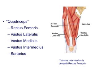 • “Quadriceps”
– Rectus Femoris
– Vastus Lateralis
– Vastus Medialis
– Vastus Intermedius
– Sartorius
**Vastus Intermedius is
beneath Rectus Femoris
 