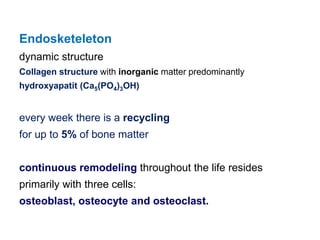 Endosketeleton
dynamic structure
Collagen structure with inorganic matter predominantly
hydroxyapatit (Ca5(PO4)3OH)
every week there is a recycling
for up to 5% of bone matter
continuous remodeling throughout the life resides
primarily with three cells:
osteoblast, osteocyte and osteoclast.
 