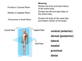 Meaning
Frontal or Coronal Plane
Divides the front and back halves
of the entire body.
Median or Sagittal Plane
Divides the left and right sides of
the entire body.
Transverse or Axial Plane
Divides the body at the waist (top
and bottom halves of the body).
ventral (anterior)
dorsal (posterior)
lateral
medial
proximal
distal
 