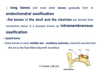 - hyoid bone
- three bones in each middle ear - auditory ossicles, transmit sounds from
the air to the fluid-filled labyrinth (cochlea)
- long bones and most other bones gradually form in
endochondral ossification
- flat bones of the skull and the clavicles are formed from
connective tissue in a process known as intramembranous
ossification
11 inches (.28 cm)
 