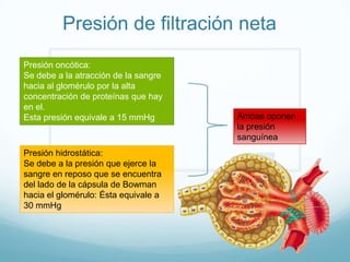 Presión de filtración neta
Presión oncótica:
Se debe a la atracción de la sangre
hacia al glomérulo por la alta
concentración de proteínas que hay
en el.
Esta presión equivale a 15 mmHg
Presión hidrostática:
Se debe a la presión que ejerce la
sangre en reposo que se encuentra
del lado de la cápsula de Bowman
hacia el glomérulo: Ésta equivale a
30 mmHg
Ambas oponen
la presión
sanguínea
 
