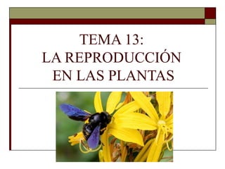 TEMA 13:
LA REPRODUCCIÓN
 EN LAS PLANTAS
 