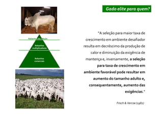 Gado elite para quem?




                              “A seleção para maior taxa de
Rebanhos de seleção
                       crescimento em ambiente desafiador
      Rebanhos
    multiplicadores
                      resulta em decréscimo da produção de
                          calor e diminuição da exigência de
      Rebanhos
      comerciais
                       mantença e, inversamente, a seleção
                              para taxa de crescimento em
                      ambiente favorável pode resultar em
                           aumento do tamanho adulto e,
                         consequentemente, aumento das
                                                exigências.”

                                          Frisch & Vercoe (1982)
 