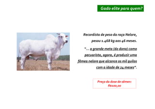 Gado elite para quem?




   Recordista de peso da raça Nelore,
        pesou 1.468 kg aos 46 meses.

    “... a grande meta (do dono) como
    pecuarista, agora, é produzir uma
fêmea nelore que alcance os mil quilos
           com a idade de 24 meses”.


            Preço da dose de sêmen:
                   R$100,00
 