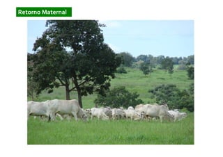 Retorno Maternal
 