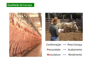 Qualidade da Carcaça




                       Conformação   Peso Carcaça
                       Precocidade   Acabamento
                       Musculatura   Rendimento
 