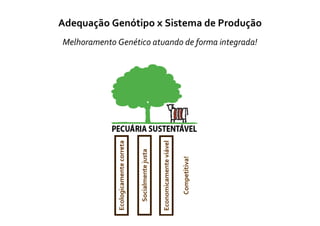 Adequação Genótipo x Sistema de Produção
Melhoramento Genético atuando de forma integrada!




              Ecologicamente correta




                                                           Economicamente viável
                                       Socialmente justa




                                                                                   Competitiva!
 