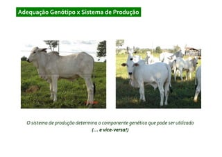 Adequação Genótipo x Sistema de Produção




  O sistema de produção determina o componente genético que pode ser utilizado
                               (... e vice-versa!)
 