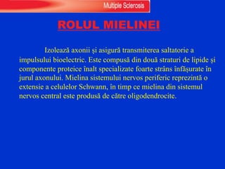 ROLUL MIELINEI
Izolează axonii și asigură transmiterea saltatorie a
impulsului bioelectric. Este compusă din două straturi de lipide și
componente proteice înalt specializate foarte strâns înfășurate în
jurul axonului. Mielina sistemului nervos periferic reprezintă o
extensie a celulelor Schwann, în timp ce mielina din sistemul
nervos central este produsă de către oligodendrocite.
 
