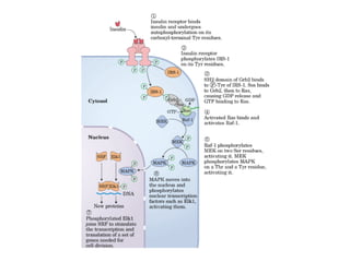 13 señales biológicas