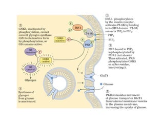 13 señales biológicas
