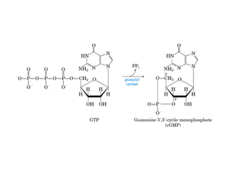 13 señales biológicas