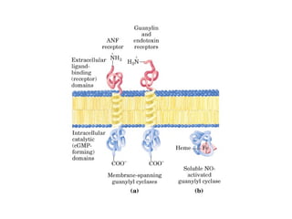 13 señales biológicas