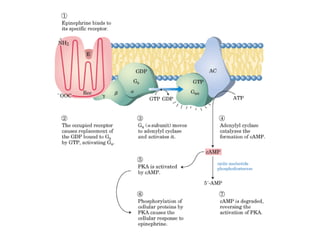 13 señales biológicas