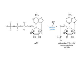 13 señales biológicas