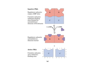 13 señales biológicas
