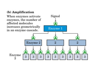 13 señales biológicas