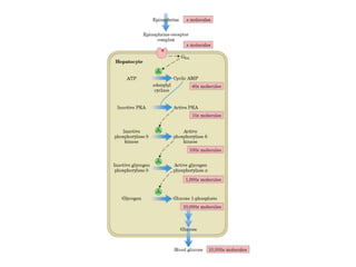 13 señales biológicas