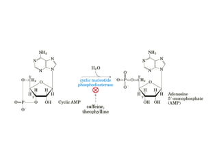 13 señales biológicas