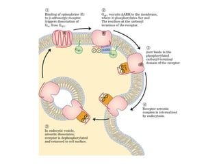 13 señales biológicas