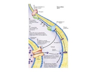 13 señales biológicas