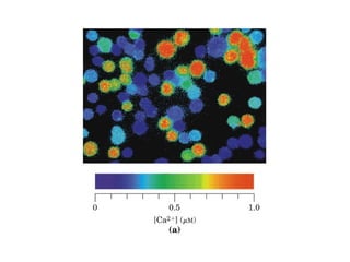 13 señales biológicas