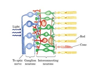 13 señales biológicas
