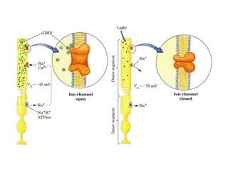 13 señales biológicas