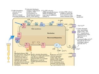 13 señales biológicas