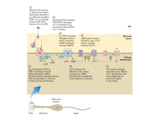 13 señales biológicas