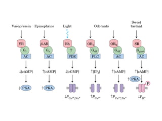13 señales biológicas