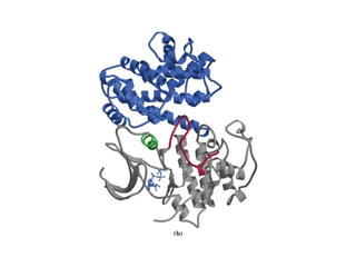 13 señales biológicas