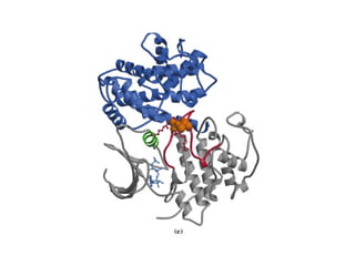 13 señales biológicas