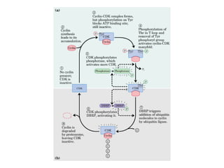 13 señales biológicas