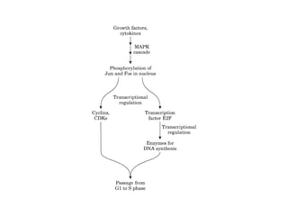13 señales biológicas
