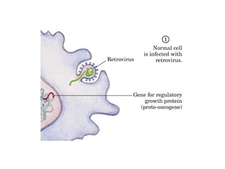 13 señales biológicas
