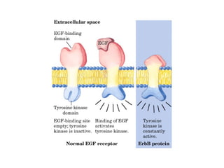 13 señales biológicas