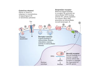 13 señales biológicas
