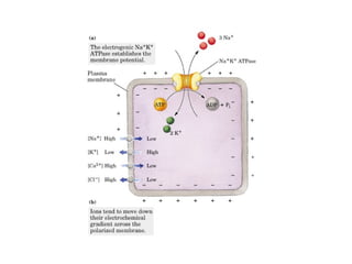 13 señales biológicas