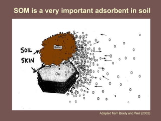 SOM is a very important adsorbent in soil
Adapted from Brady and Weil (2002)
 
