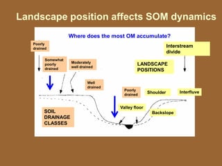 Interstream
divide
SOIL
DRAINAGE
CLASSES
Poorly
drained
Somewhat
poorly
drained
Moderately
well drained
Poorly
drained
Well
drained
Interfluve
Valley floor
Backslope
Shoulder
LANDSCAPE
POSITIONS
Landscape position affects SOM dynamics
Where does the most OM accumulate?
 
