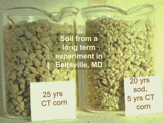 Soil from a
long term
experiment in
Beltsville, MD
 