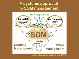 Adapted from Bailey and Lazarovits (2003)
A systems approach
to SOM management
Well adapted crop
Nutrient
Management
Water
Management
SOM
 