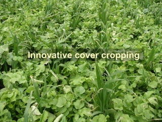 Innovative cover cropping
 