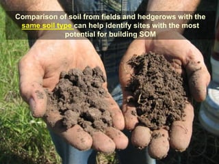 Comparison of soil from fields and hedgerows with the
same soil type can help identify sites with the most
potential for building SOM
 